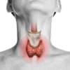 Thyroid Gut Connection