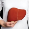 Person holding 3d model liver in front of abdomen