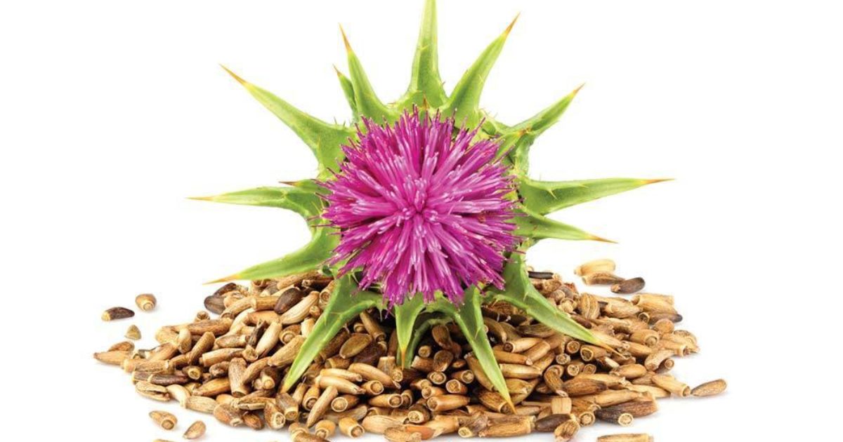 Milk Thistle Health Benefits Uses Side Effects GI Associates