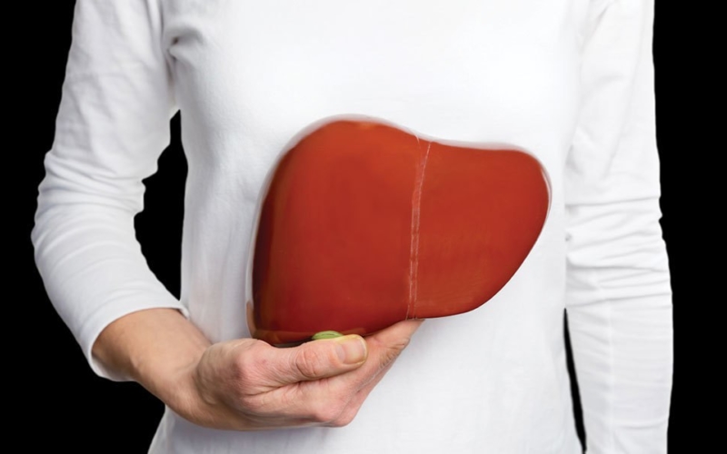 Person holding 3d model liver in front of abdomen